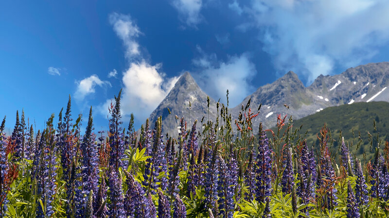Gärten der Alpen (A, 2022)