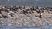 Vogelschwärme rasten dicht gedrängt bei Hochwasser. Vogelschwärme rasten dicht gedrängt bei Hochwasser.