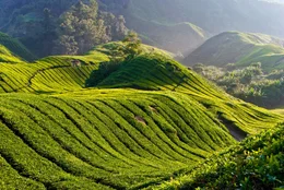 Tea Plantation, Cameron Highland Malaysia