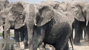 "Kriegsbemalung": Ein Elefant nach dem Schlammbad.