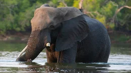 Elefanten sind auf das lebenspendende Wasser des Sambesi angewiesen. Die Stadt Victoria Falls wurde jedoch mitten auf einer alten Wanderroute der Elefanten errichtet, sodass die Tiere immer wieder nahe der Stadt auftauchen und Menschen gef&auml;hrden.