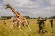 In freier Wildbahn leben heute weniger Giraffen als afrikanische Elefanten. Die Rothschild Giraffe ist besonders selten. In freier Wildbahn leben heute weniger Giraffen als afrikanische Elefanten. Die Rothschild Giraffe ist besonders selten.