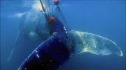 Wenn Wale sich in Fischereizubeh&ouml;r verwickeln, ersticken sie meist qualvoll.