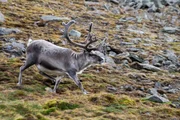 Das Svalbard-Rentier ist eine Rentierunterart und der nördlichste größte Pflanzenfresser der Welt. Das Svalbard-Rentier ist eine Rentierunterart und der nördlichste größte Pflanzenfresser der Welt.