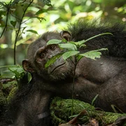 Schimpansen sind Menschenaffen und unsere nächsten Verwandten. Wie ähnlich sie uns wirklich sind, erfährt Hannah Emde bei ihrer Expedition in die Wälder von Gabun.