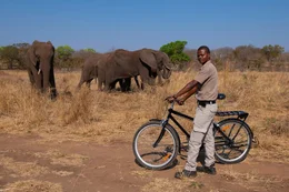 Ranger versuchen die Konflikte zwischen Wildtieren und der Dorfbev&ouml;lkerung m&ouml;glichst gering zu halten. Mit Fahrr&auml;dern schauen sie jeden Tag, ob sich Elefanten zu nah an die Felder heranwagen.