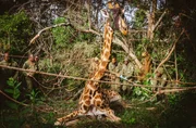 Nach der Narkose ist die Giraffe noch ziemlich wacklig auf den langen Beinen.