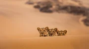 Im Skeleton Coast National Park in Namibia: Von einer Düne aus beobachten die drei verwaisten Löwenjungen ihre Tante bei der Jagd. Im Skeleton Coast National Park in Namibia: Von einer Düne aus beobachten die drei verwaisten Löwenjungen ihre Tante bei der Jagd.