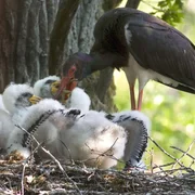 Ein Schwarzstorch mit Küken - bei uns eine Rarität, in Estland kein seltener Anblick.
