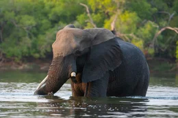 Elefanten sind auf das lebenspendende Wasser des Sambesi angewiesen. Die Stadt Victoria Falls wurde jedoch mitten auf einer alten Wanderroute der Elefanten errichtet, sodass die Tiere immer wieder nahe der Stadt auftauchen und Menschen gef&auml;hrden.