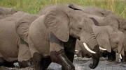 Elefanten lieben Wasser. Sie sind gute Schwimmer und wenn n&ouml;tig durchquert die gesamte Herde - die Kleinsten eingeschlossen - tiefe und breite Fl&uuml;sse auf der Suche nach Nahrung.