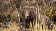 Weiblicher Grizzlybär am Fishing Branch River im Yukon in Kanada.