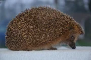 Ein ausgewachsener Igel. Igel haben bis zu 8000 Stacheln - sie kommen bereits mit 100 Stacheln auf die Welt. Die braun-weißen Stacheln sorgen für optimale Tarnung in der Natur. Ein ausgewachsener Igel. Igel haben bis zu 8000 Stacheln - sie kommen bereits mit 100 Stacheln auf die Welt. Die braun-weißen Stacheln sorgen für optimale Tarnung in der Natur.