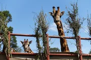 In freier Wildbahn leben heute weniger Giraffen als afrikanische Elefanten. Die Rothschild Giraffe ist besonders selten.