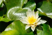 Seerose auf dem Hof von Familie Bogner.