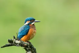 Eisvogel.