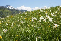 Narzissenwiese.