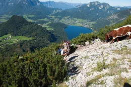 Almabtrieb im Herbst von der Stiege auf Trisselwand mit Blick auf Altausseer See.