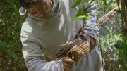Die trockenen Äste werden angezündet, um die Bienen zu vertreiben.