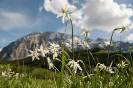 Narzissenbl&uuml;ten mit Blick auf Grimming.
