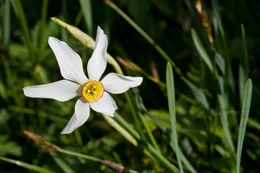Narzissenbl&uuml;te am Grundlsee.