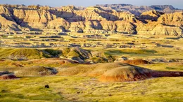 Ein einsamer Bisonbulle inmitten der gewaltigen Kulisse der Badlands.