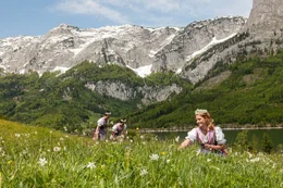 Narzissenk&ouml;nigin mit zwei Prinzessinen beim Narzissenpfl&uuml;cken am Grundlsee mit Blick auf Totes Gebirge.