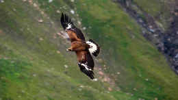 Der Steinadler ist ein Souver&auml;n im alpinen Raum &ndash; Ein Meistersegler und lautloser J&auml;ger.