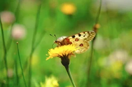 Apollofalter.