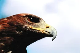 Steinadler.