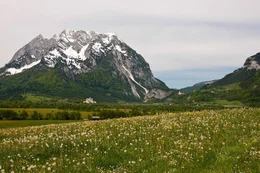 Fr&uuml;hlingswiese mit Blick auf Grimming.