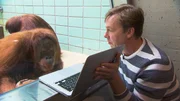 Der Richtige? Orang-Utan Weibchen Conny schaut interessiert auf die Videos von Tuan, die Claus Claussen ihr mitgebracht hat.