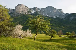 Fr&uuml;hlingswiese am Grundlsee mit Blick auf Packenstein am Toten Gebirge.