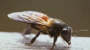 Die Apis dorsata, oder Riesenhonigbiene hat in etwa die Größe einer europäischen Hornisse und ist besonders aggressiv.