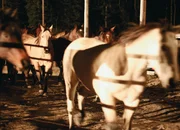 Echte Mustangs Echte Mustangs
