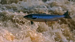 Atlantische Lachs (Salmo salar).
