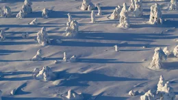 Vereiste B&auml;ume der W&auml;lder Lapplands
