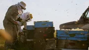 Der Einsatz von Pestiziden in der Soja-Monokultur in Argentinien hat den Bienen stark zugesetzt. Sie geben viel weniger Honig als früher.