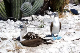 Blaufu&szlig;t&ouml;lpel am Nest auf der Insel San Pedro Martir, Baja California.