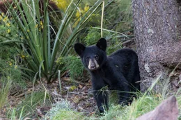 Amerikanischer Schwarzb&auml;r (Ursus americanus).