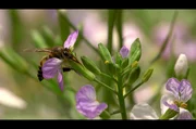 Die Riesenhonigbiene Apis dorsata kommt jedes Jahr für vier Monate nach Nilgiris in Indien. So lange haben die Honigjäger Zeit, um das flüssige Gold einzuholen.
