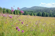 Dieses bewaldete Bergmassiv im Gorski Kotar erhielt seinen Namen nach seinem populärsten Bewohner, dem Luchs. Heute dient der Nationalpark Risnjak wieder als Habitat für diese scheuen Jäger. Dieses bewaldete Bergmassiv im Gorski Kotar erhielt seinen Namen nach seinem populärsten Bewohner, dem Luchs. Heute dient der Nationalpark Risnjak wieder als Habitat für diese scheuen Jäger.