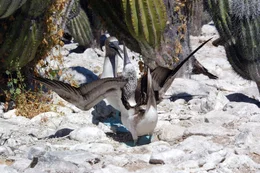 Universum: "Baja California - Das andere Kalifornien", Baja California grenzt zwar an den ber&uuml;hmtesten K&uuml;stenstreifen der Welt, dennoch ist &uuml;ber die mexikanische Halbinsel kaum etwas bekannt. Die fast tausend Kilometer lange Landzunge zwischen dem Pazifik und der See von Cortez ist weitgehend menschenleer, aber voll von atemberaubenden Landschaften und biologischen Sensationen. Spektakul&auml;re Megafauna bieten die K&uuml;sten des anderen Kalifornien. In den Lagunen der Pazifik-Seite versammeln sich jeden Winter Grauwale, um ihre Jungen zur Welt zu bringen und sich zu paaren. Auf der anderen See der Halbinsel lassen Blauwale und Teufelsrochen Schw&auml;rme von bunten tropischen Fischen auseinander stieben.  SENDUNG: 3sat - DO - 01.06.2017 - 16:13 UHR. - Veroeffentlichung fuer Pressezwecke honorarfrei ausschliesslich im Zusammenhang mit oben genannter Sendung oder Veranstaltung des ORF bei Urhebernennung.  Foto: ORF/EPO Film/Mike Potts.  Anderweitige Verwendung honorarpflichtig und nur nach schriftlicher Genehmigung der ORF-Fotoredaktion.  Copyright: ORF, Wuerzburggasse 30, A-1136 Wien, Tel. +43-(0)1-87878-13606