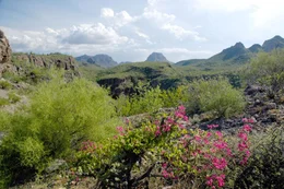 Bl&uuml;hende W&uuml;ste, Baja California.