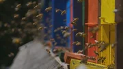 Die farbenfrohen Bienenstöcke sind Teil der slowenischen Tradition in der Bienenhaltung. Die verschiedenen Farben und Bemalungen helfen den Bienen dabei, zu ihrem Stock zurückzufinden.