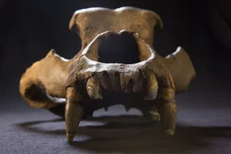 Sch&auml;del eines eiszeitlichen H&ouml;hlenb&auml;ren. Der Tierbestand wurde durch die fr&uuml;hen Menschen stark dezimiert.