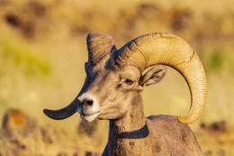 Dickhornschaf (Ovis canadensis).