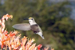 Kolibri auf Nektarsuche.