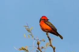 Rubintyrann (Pyrocephalus rubinus).
