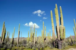 Kaktuswald, Baja California.
